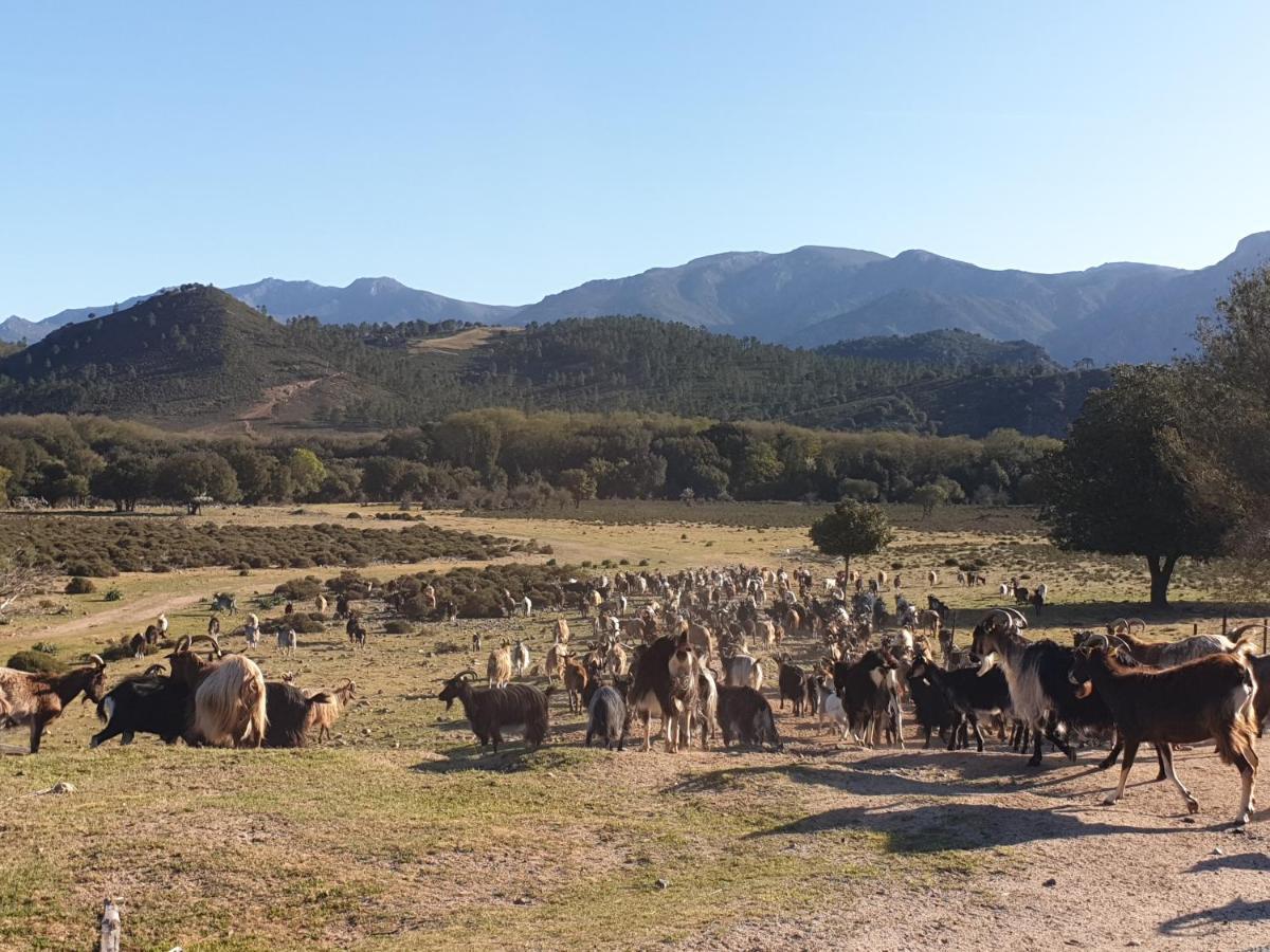 Willa Domaine U Filanciu - Casa Ghjulia - Centru Di Corsica Moltifao Zewnętrze zdjęcie