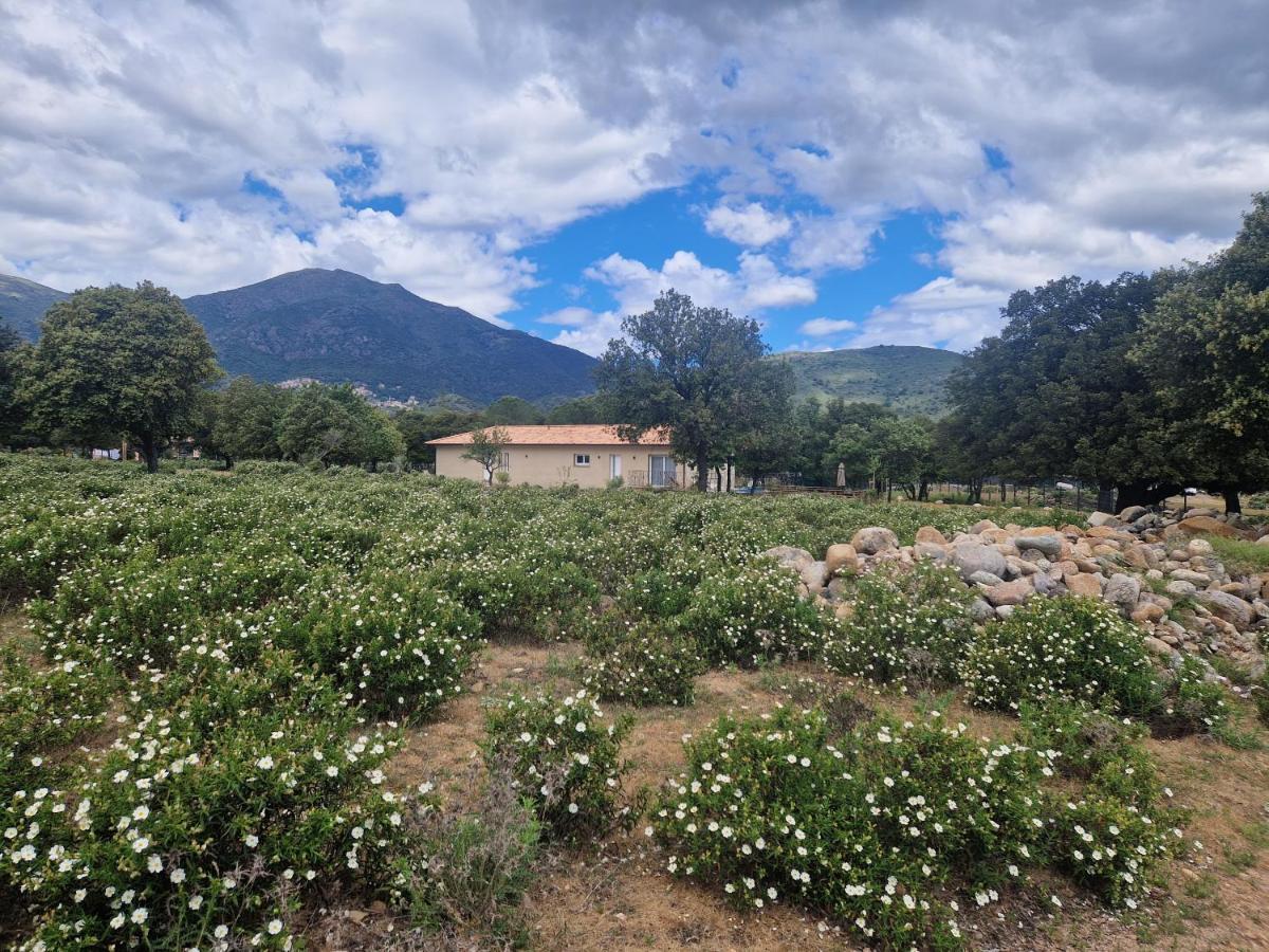 Willa Domaine U Filanciu - Casa Ghjulia - Centru Di Corsica Moltifao Zewnętrze zdjęcie